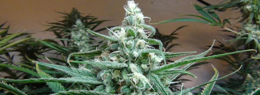 Sinsemilla cannabis plant