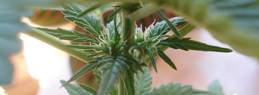 Female weed plant