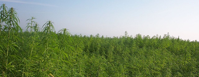 Hemp