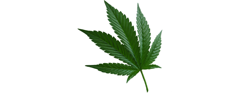 Cannabis Indica leaf