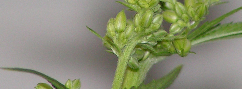 Male cannabis plant