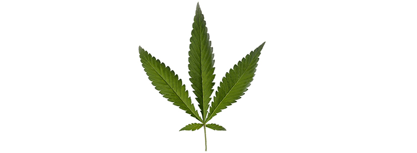 Cannabis Runderalis leaf