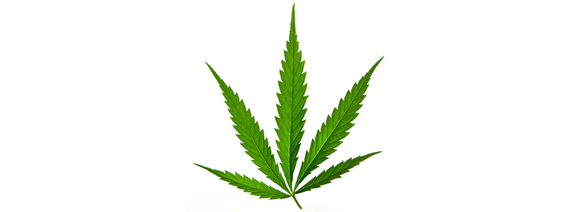 cannabis sativa leaf