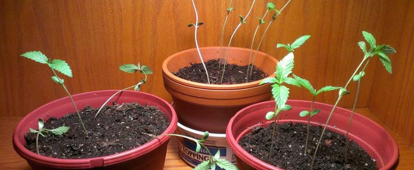 Fixing the Problem of Long, Stretchy Stems