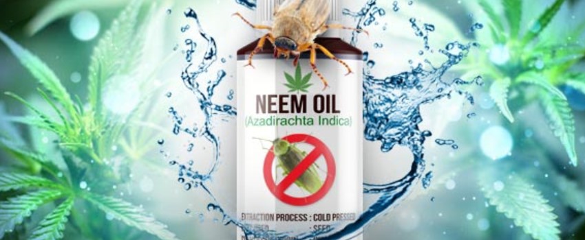 Neem Oil