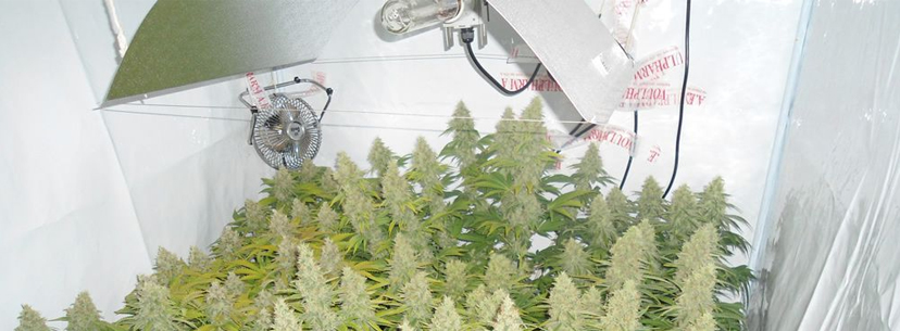 Grow place with proper metric measurements