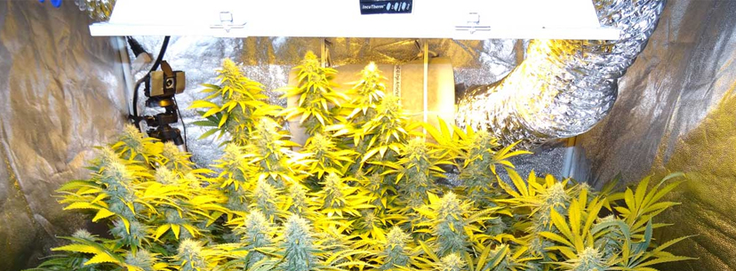 HPS grow light