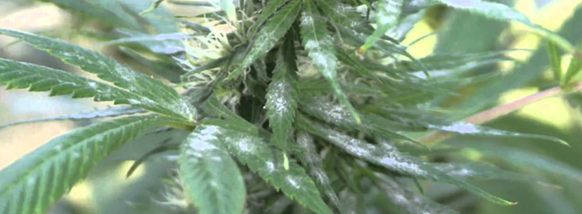 Signs of powdery mildew weed