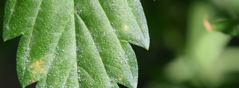 What is powdery mildew cannabis