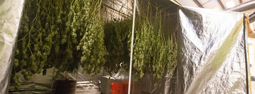 drying weed dark room