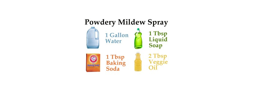 Ingredients to create your own Powdery Mildew spray