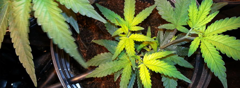 Sings of nitrogen deficiency weed