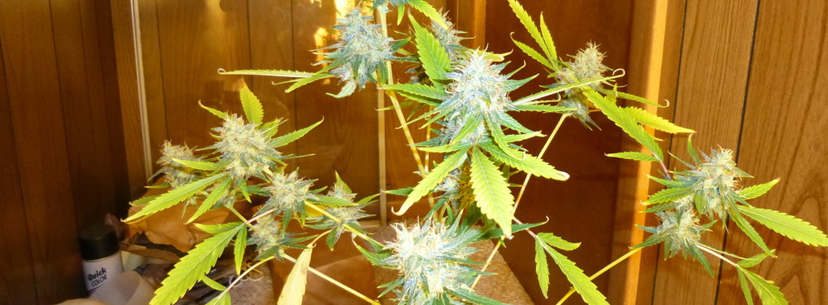 nitrogen deficiency harvest