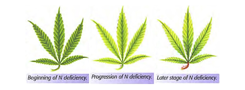Nitrogen Deficiency leafs