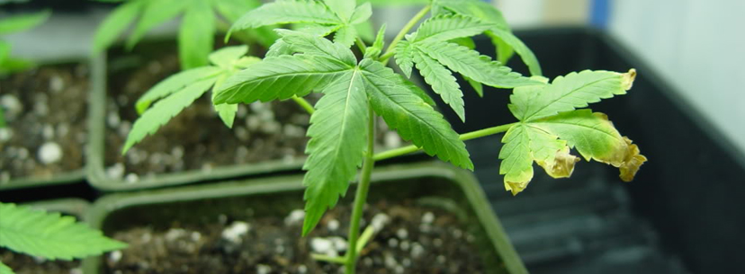 Nitrogen deficiency vegetative state