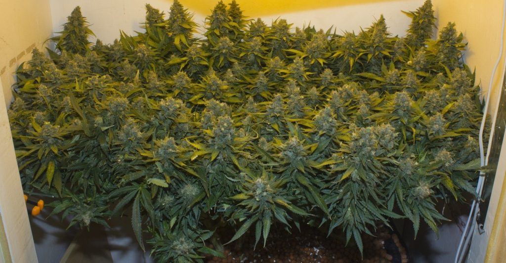 One pound plant under 600 watt