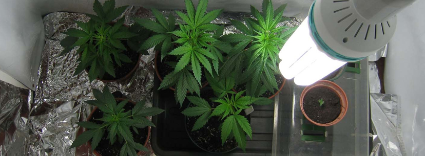 Small grow room