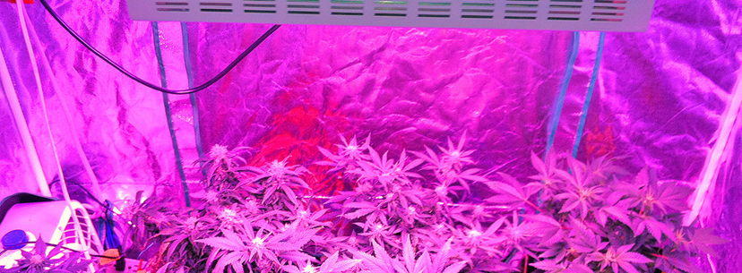 uv lights growing cannabis
