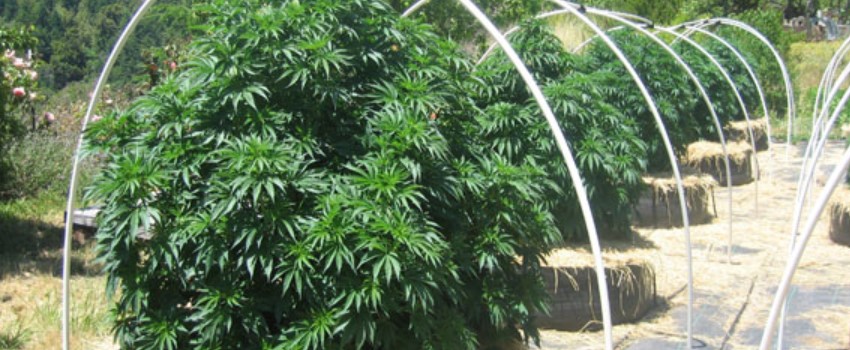 Growing Outdoor