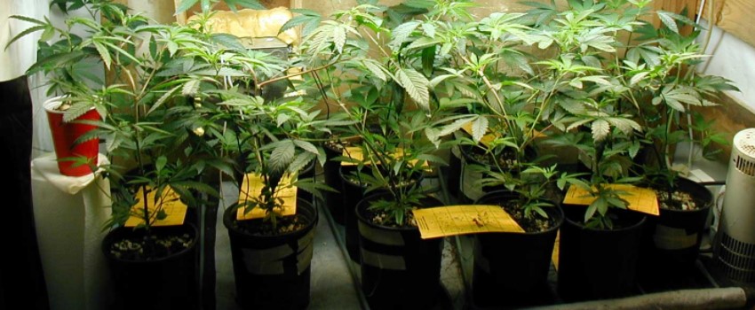 Growing indoors