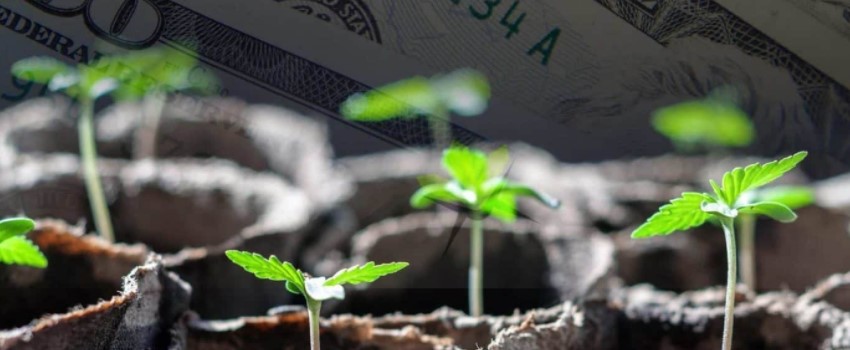 The Costs And Revenues Of Growing Marijuana