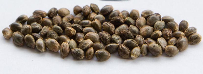 Autoflowering marijuana seeds