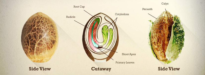 Explenation of the cannabis seed