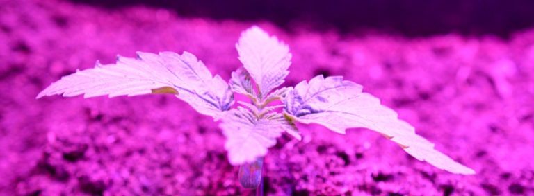 Cheap light emitting diode lights