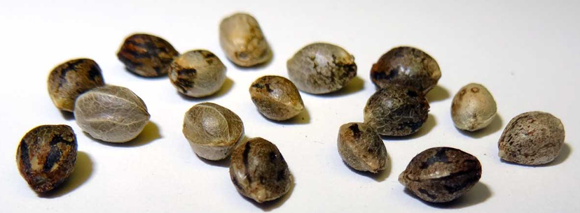 feminized weed seeds
