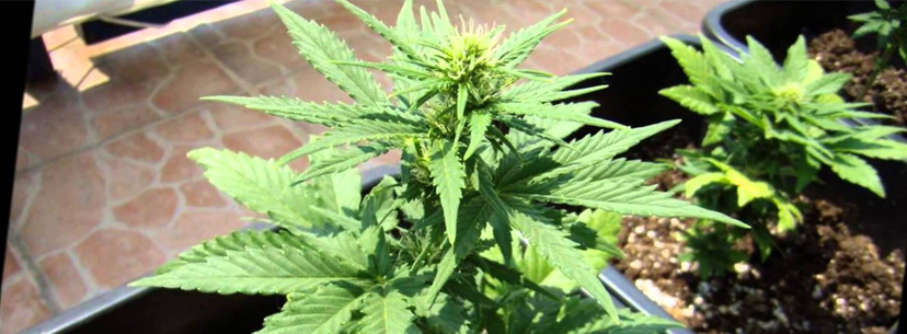 Outdoor autoflower plant cannabis