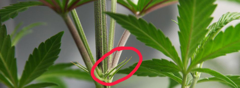 pre-flowering female plant