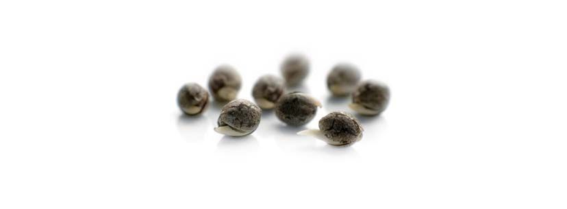regular weed seeds