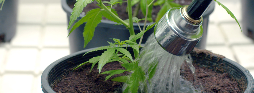 Tap water marijuana