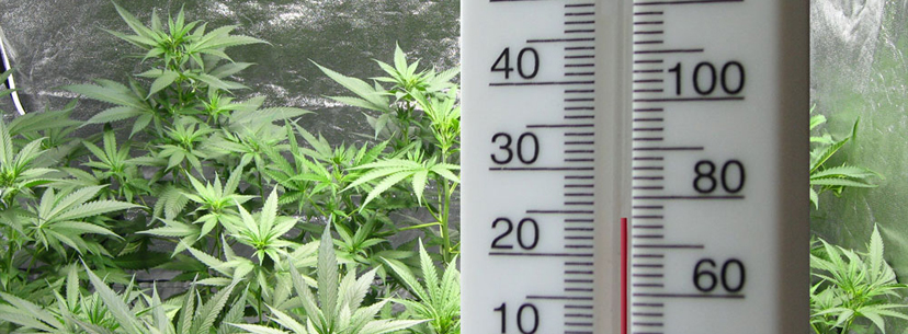 temperature growing weed