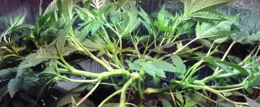 How to Super Crop