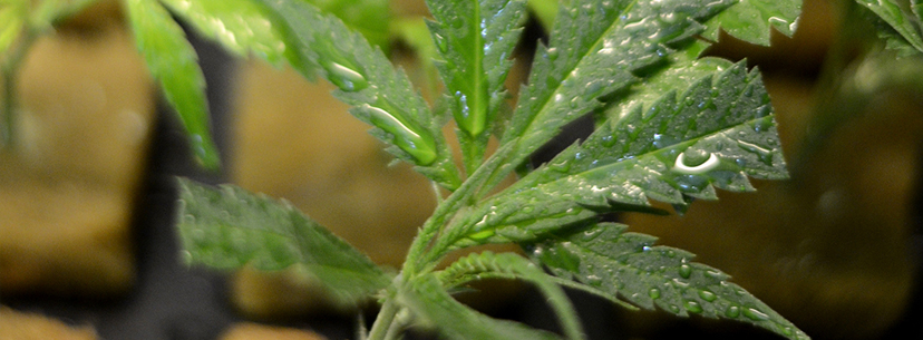 humidity for growing clones