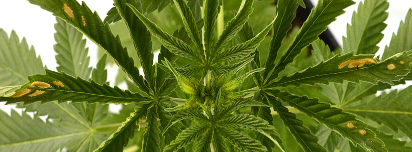 Heatstress cannabis
