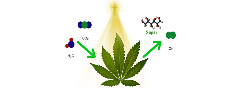 How does photosynthesis works cannabis?