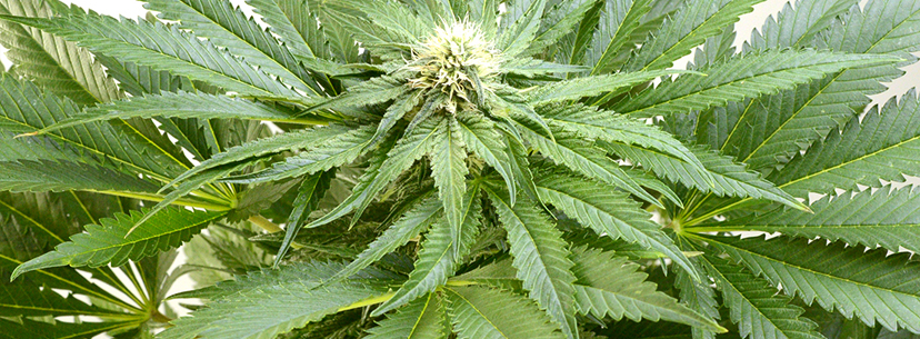 Humidity during flowering stage