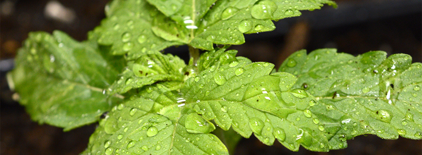 Ideal humidity for marijuana seedlings