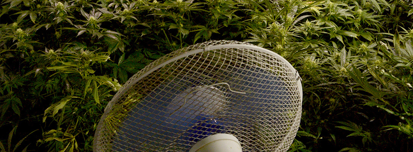 increase temperature while growing cannabis