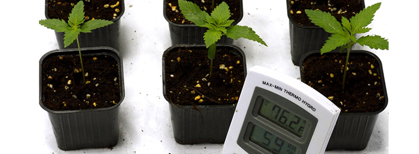temperature cuttings and seedlings