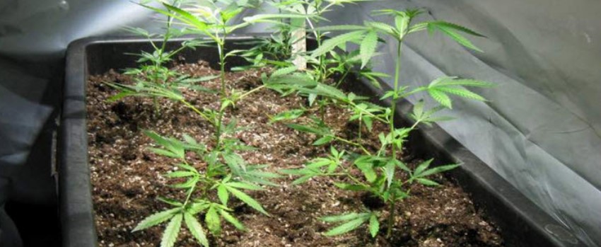 Growing marijuana
