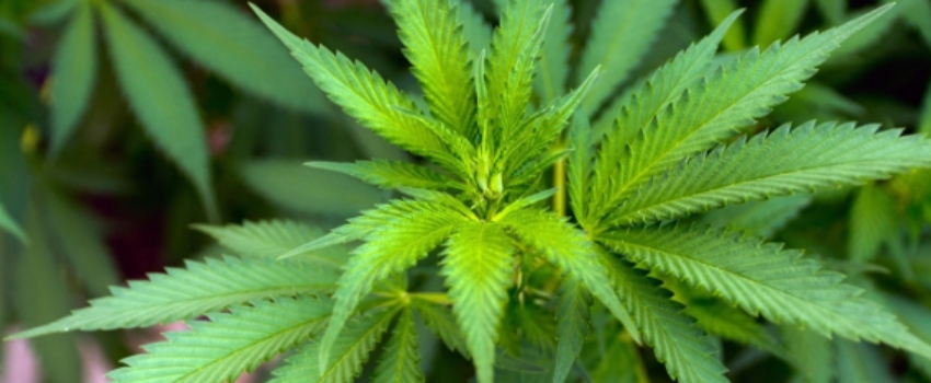 Marijuana