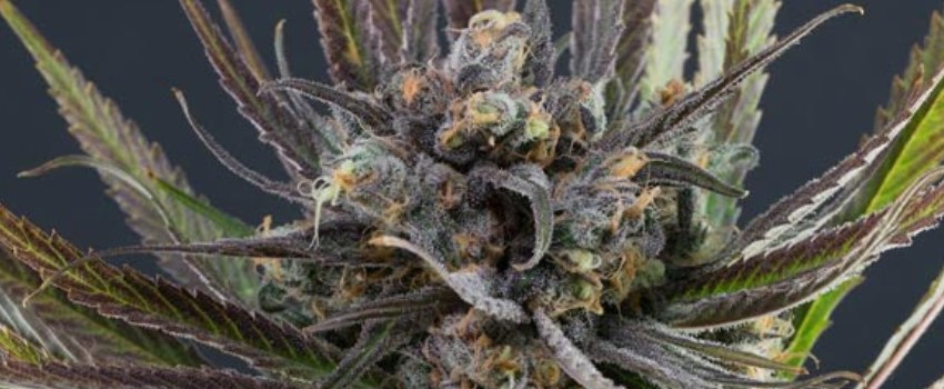 Seductive quality of marijuana