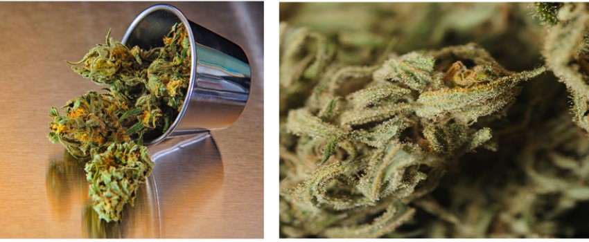 How Safe is Marijuana