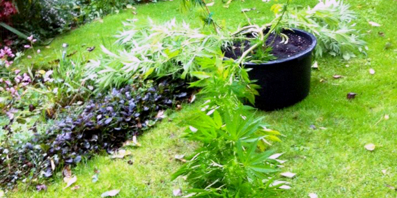 What To Do When Your Marijuana Plant Was Knocked Down