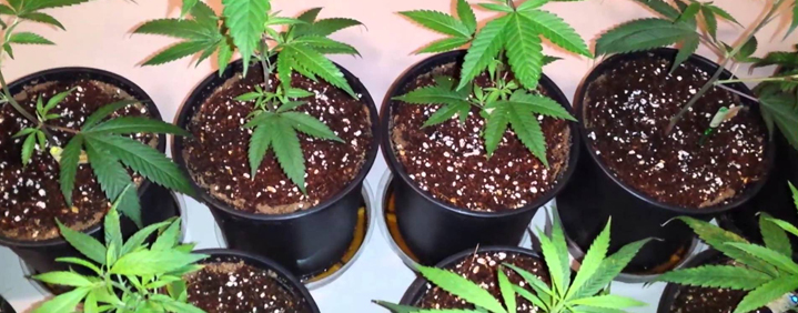 Coco fertilizers cannabis