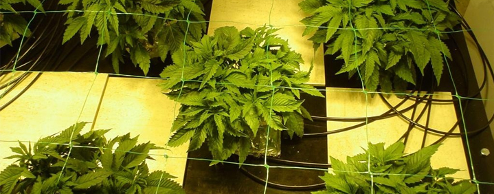 hydroponics fertilizers cannabis