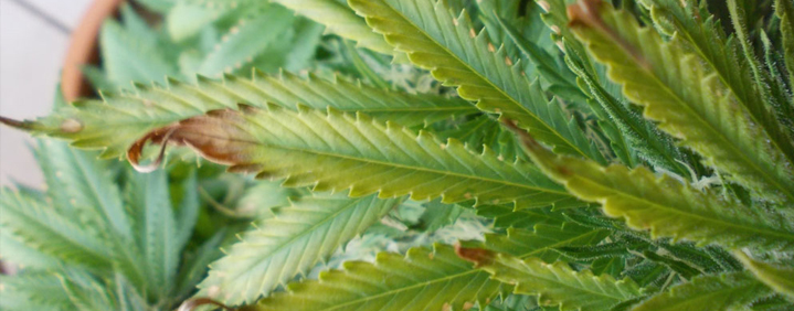 Overfeeding cannabis